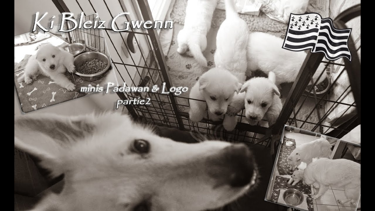 Ki Bleiz Gwenn - Berger Blanc Suisse minis Padawan & Logo - partie 2