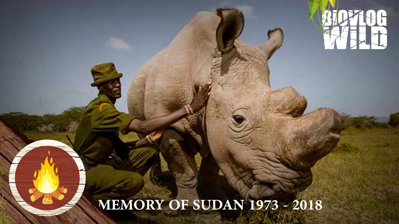 Sudan is dood...het LAATSTE Noordelijke Witte Neushoorn MANNETJE