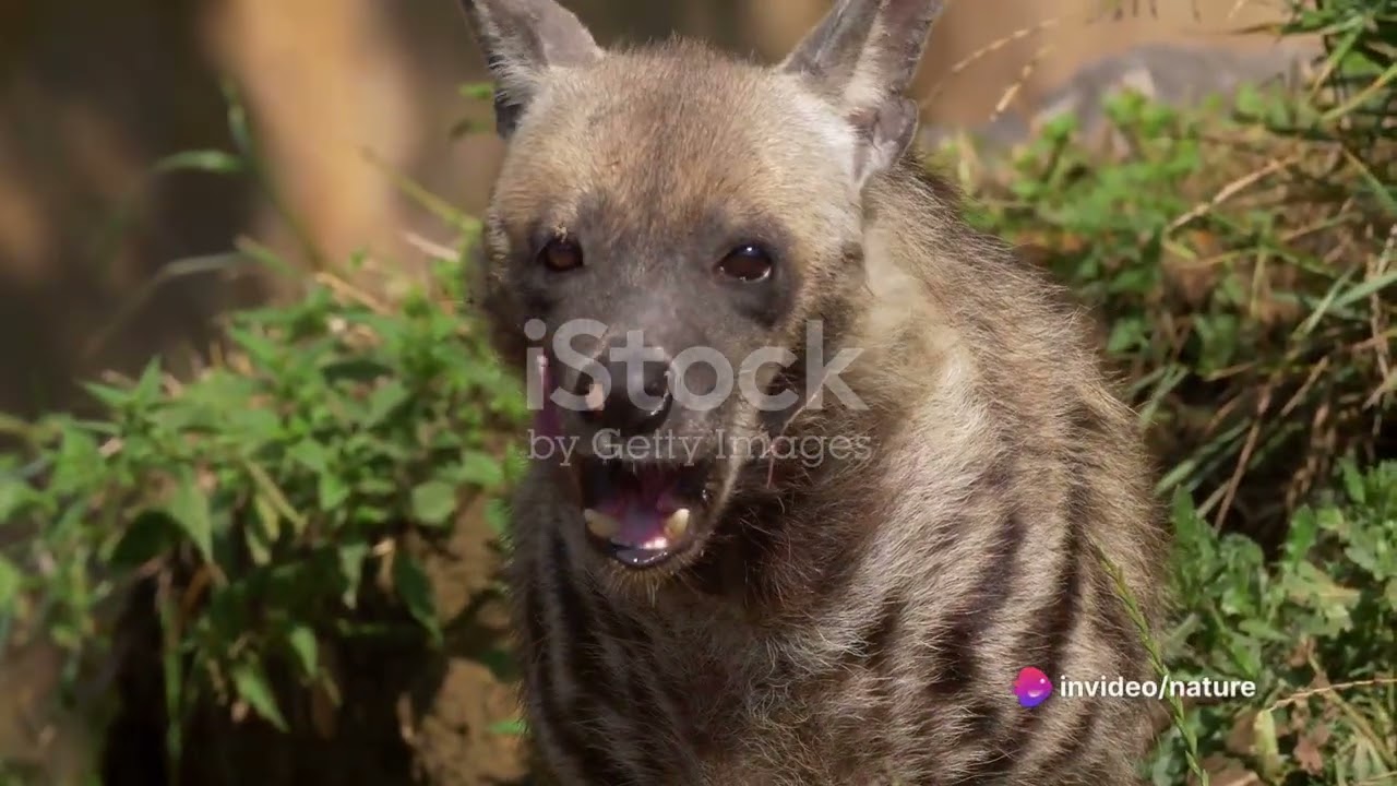 The Aardwolf:  Earth's Termite Eating Hye