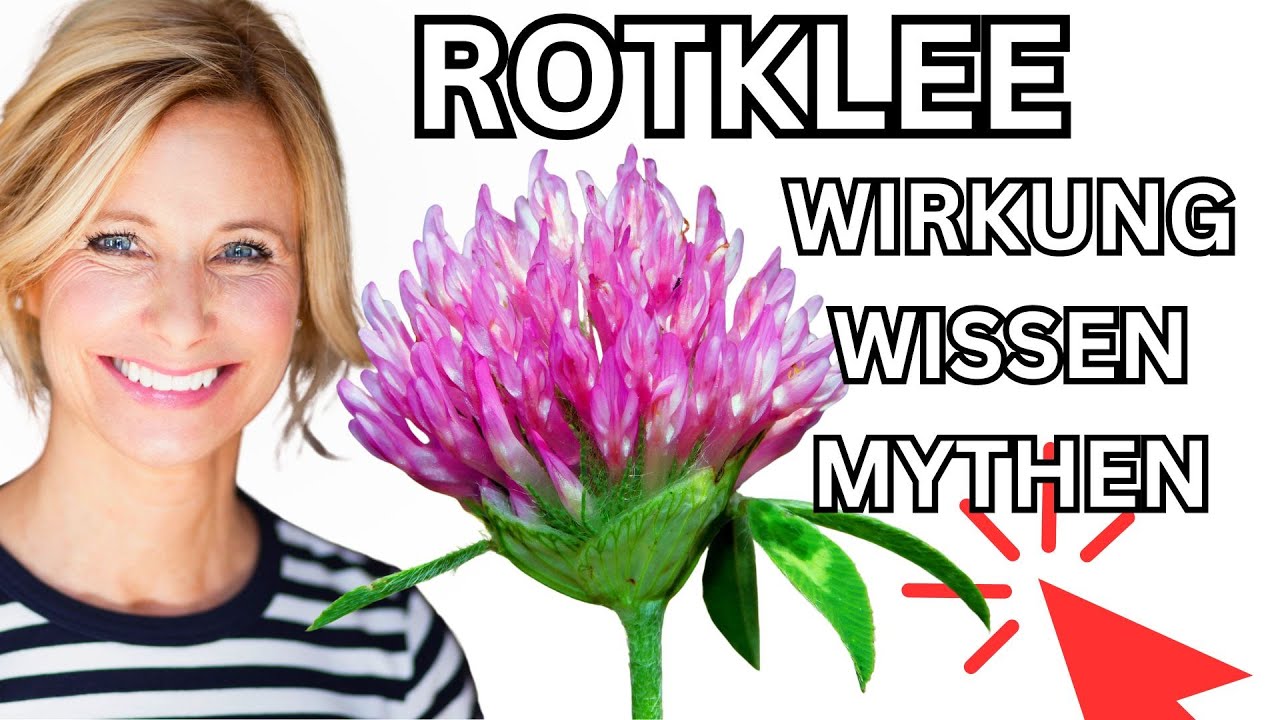 Rotklee Wirkung, Wissen & Mythen 🌞