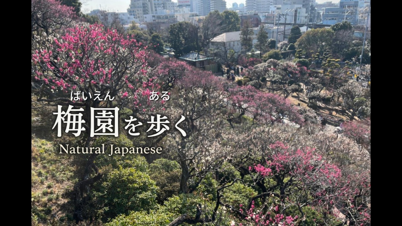 Plum Blossoms in Full Bloom｜自然な日本語リスニング｜梅園を歩く