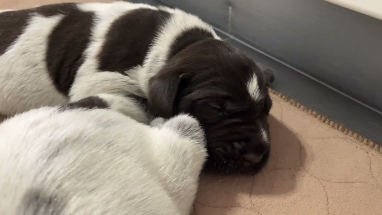 1-Week Old 