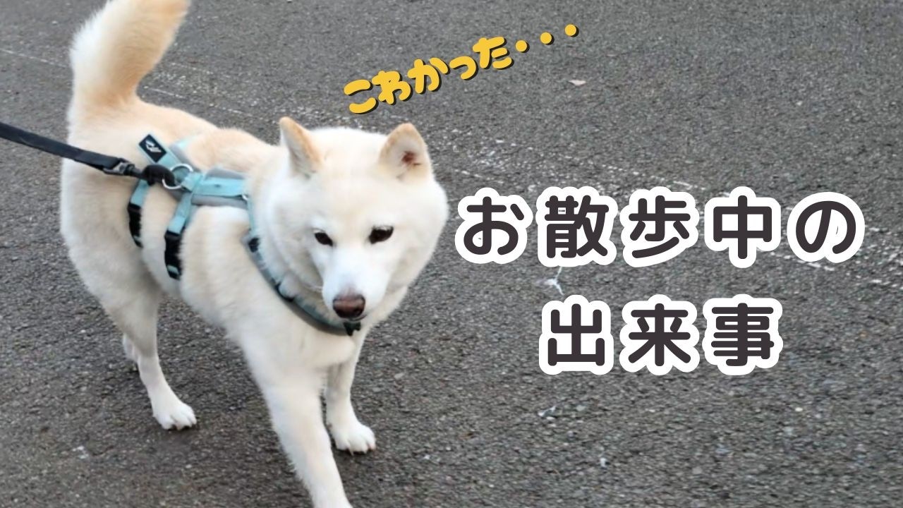 【散歩中の出来事】黒柴さんとヒヤッとしました｜A Close Call During a Dog Greeting