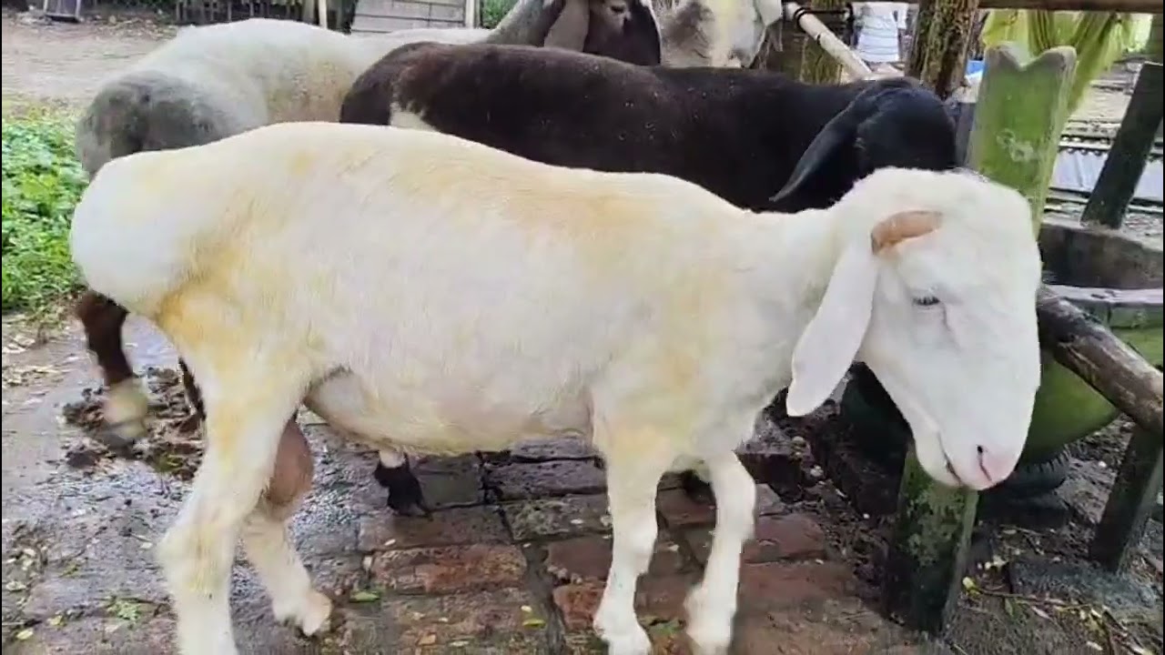 মানুষ ৩ হাজার টাকা কেজি দুম্বার মাংস খাবে নাকি ওই টাকা দিয়ে ৪ কেজি গরুর মাংস খাবে? @FahimAgro2.0