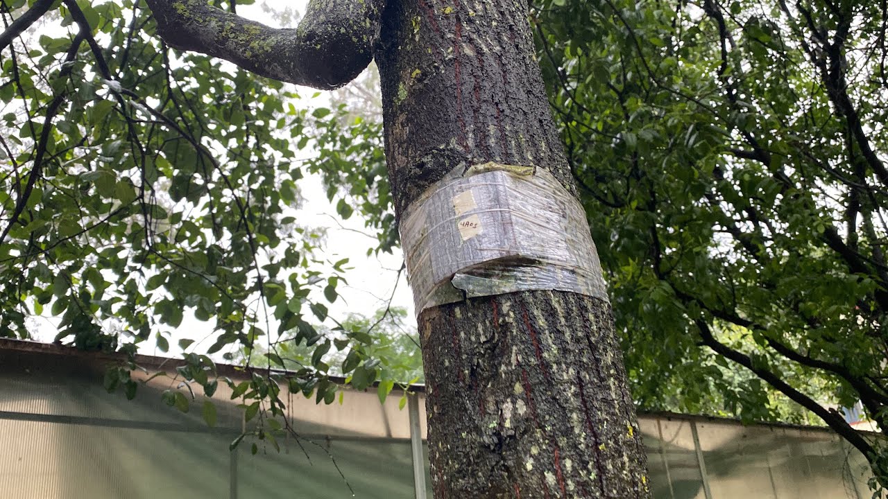 Sandalwood Protection Chip — Ready ? Cost -? And More Watch This ..!