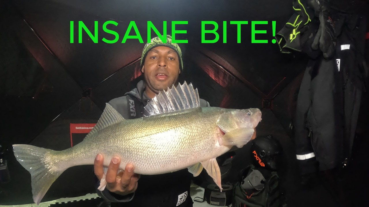 Lake Winnipeg Delivers Again! Trophy Greenback Action