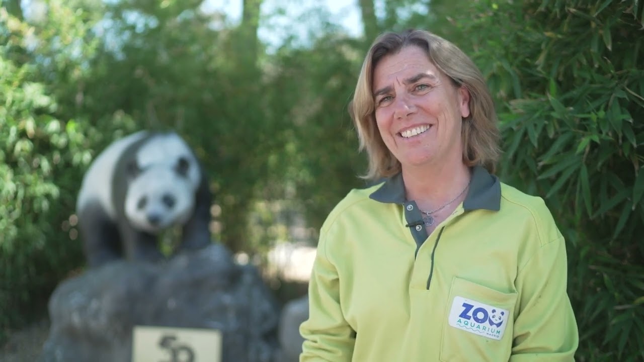 El equipo de Zoo nos explica todo sobre la nueva pareja de pandas de Zoo