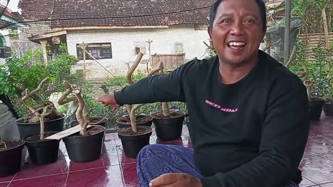 Bahan bonsai siap ECER atau borong ADM +6287865533169#pecintabonsai 