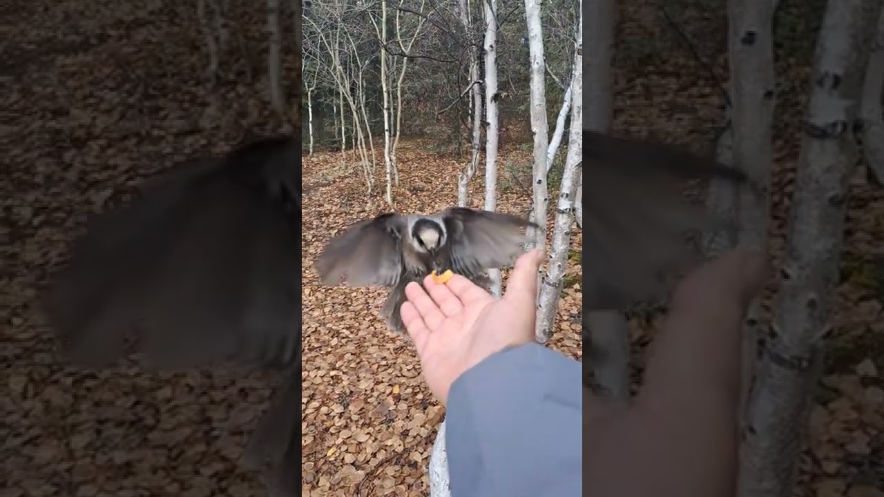 Canada jays