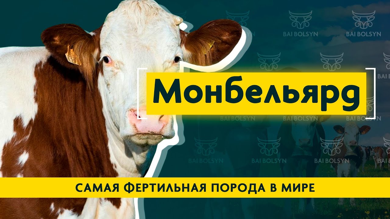 Монбельярд — лучшее молоко для изготовления сыров. Рацион, содержание и опыт выращивания породы