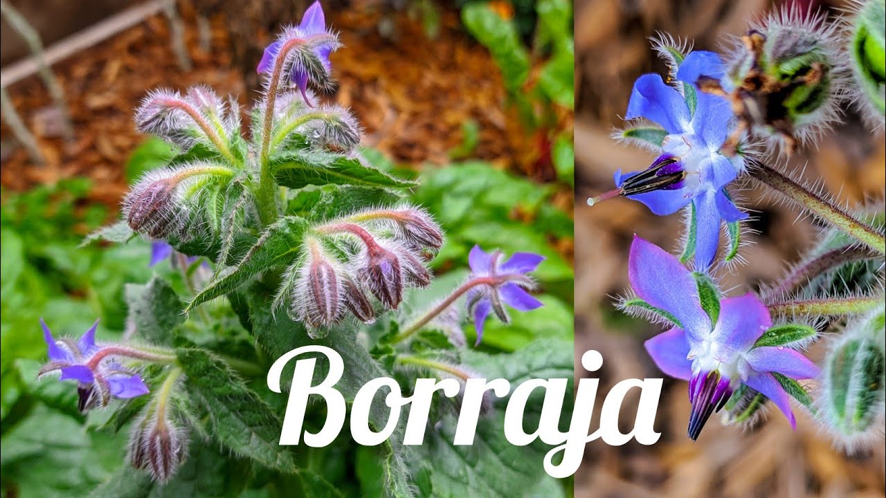 CULTIVO de la  BORRAJA  🌸 🌿  [ cuidados , trasplante y cosecha ]