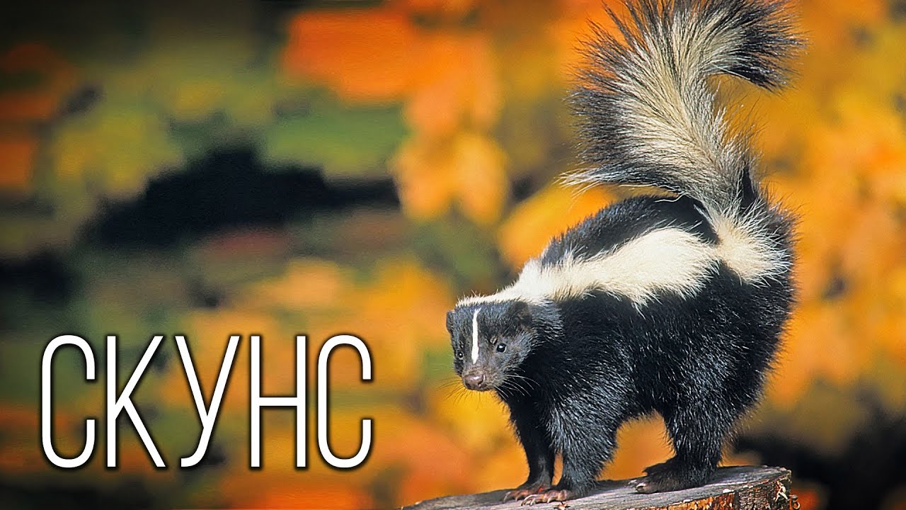 Скунс: Полосатый Парфюмер | Интересные факты про скунса