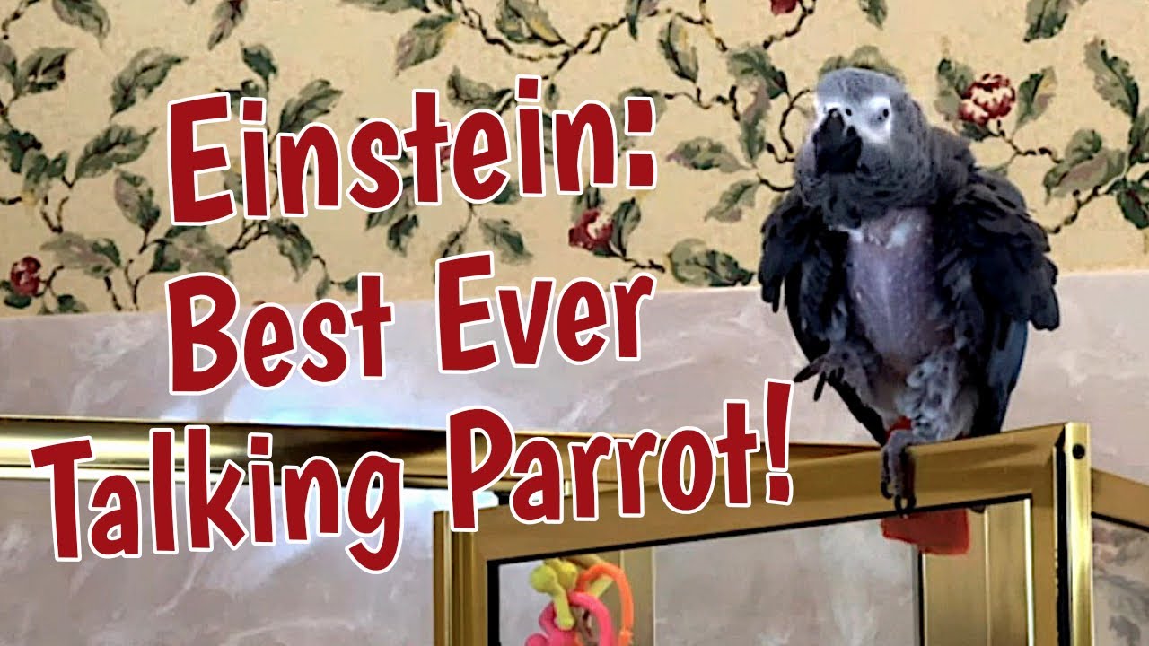 Einstein: The Best Ever Talking Parrot!