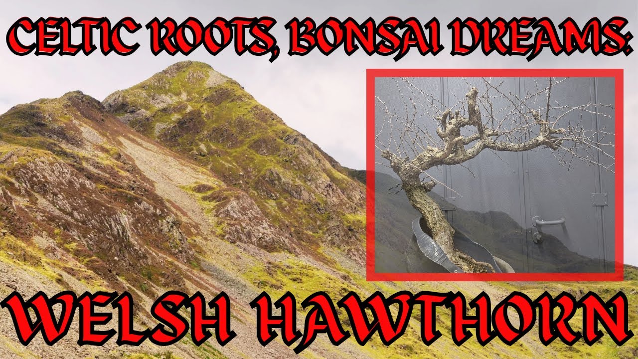 Celtic Roots, Bonsai Dreams: Welsh Hawthorn