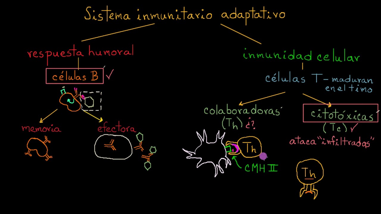 Células T colaboradoras | Khan Academy en Español