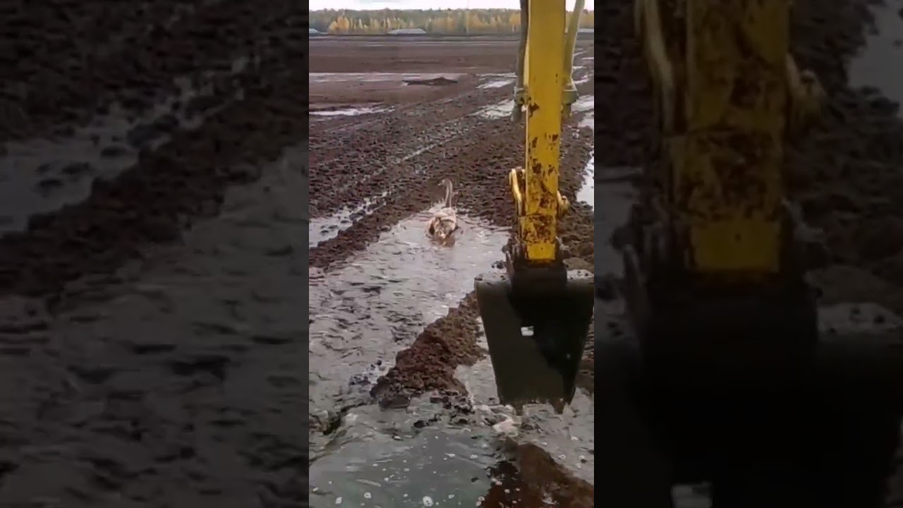 Swan help #shorts #peatworks #excavator #peat #bog #peatexcavator