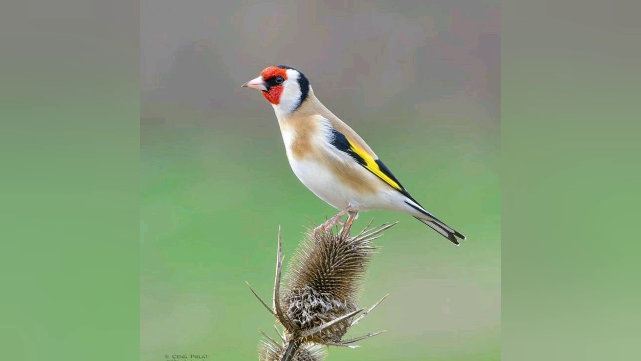 Muhteşem Saka Huylandırma Öttürme %100 TURKEY