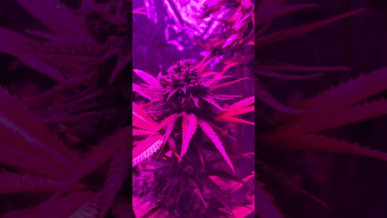 Gorilla Glue 9 weeks flowering.   Top shelf bud on the cheap:) Use my week 6 video for comparison:)
