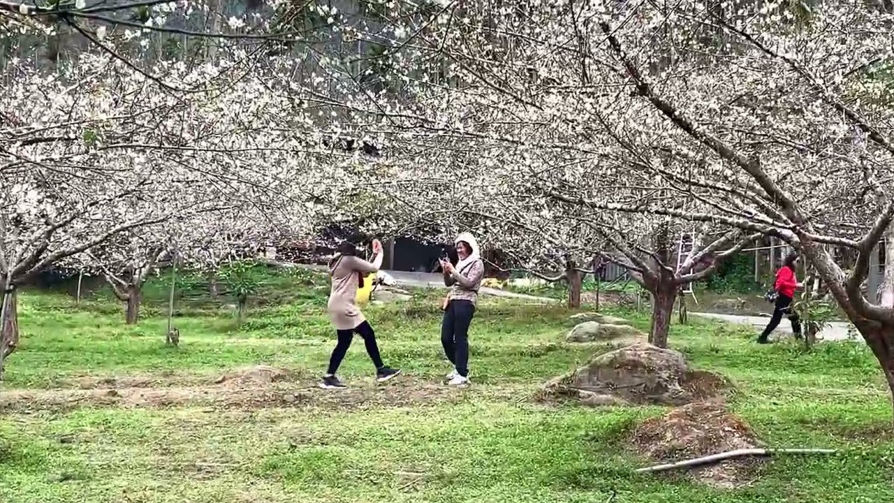 南投賞梅趣｜信義鄉牛稠坑·汪家梅園￼，白皚皚的梅花VS黃橙橙的油菜花，相應其趣！￼