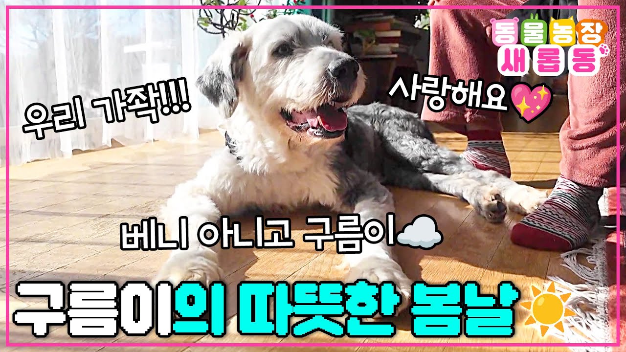 [#새롭동물농장] 누더기견 베니에서 구름이로 견생역전🤩 새로운 가족들과 함께하는 구름이의 새 출발☁️ / EP.1214 #TV동물농장 #AnimalFarm #SBSstory