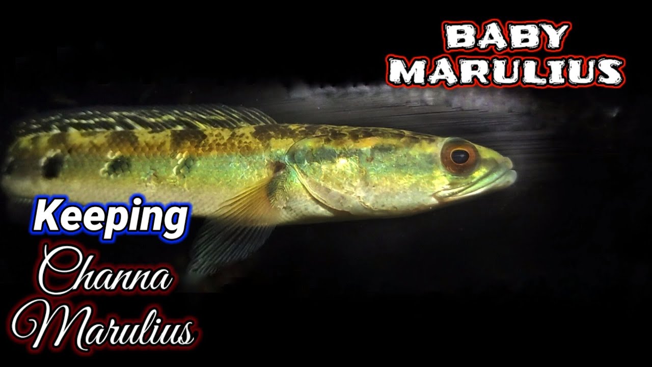 Keeping Baby Channa Marulius | How to keep and train | Aqua adventure |
