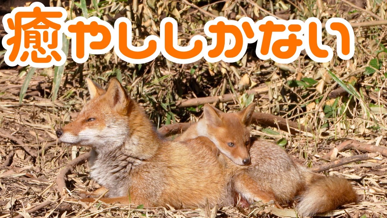 キツネ親子の愛にあふれる優しい時間【癒やし動画】