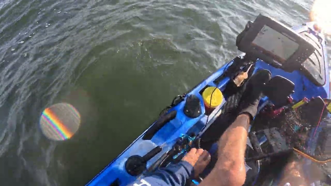 Cobia caught in Jamaica Bay -  Amazing fight with a big fish