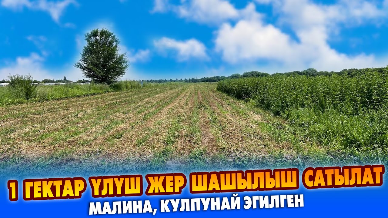 КУЛПУНАЙ манен МАЛИНА эгилген 1 гектар ЖЕР сатылат ~ Суу, Кѳк китеби бар