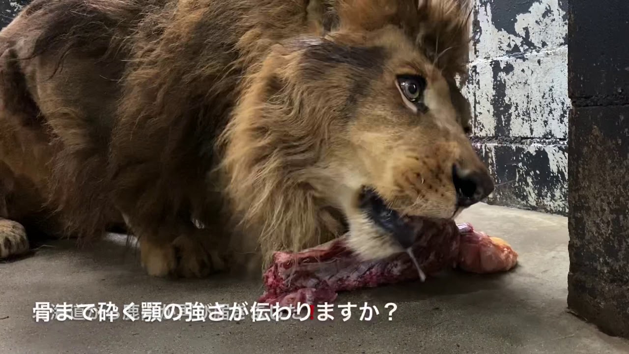 鹿肉再び‼️