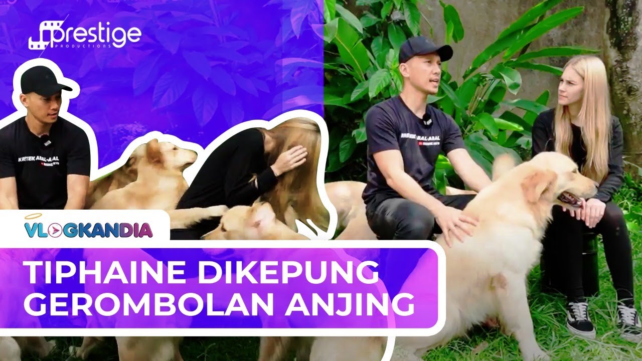 KENALAN SAMA THE GOLDEN FAMILY, ANJING & KUCING BEMZ KRETEK YANG PUNYA BANYAK FANS & NAMA UNIK!