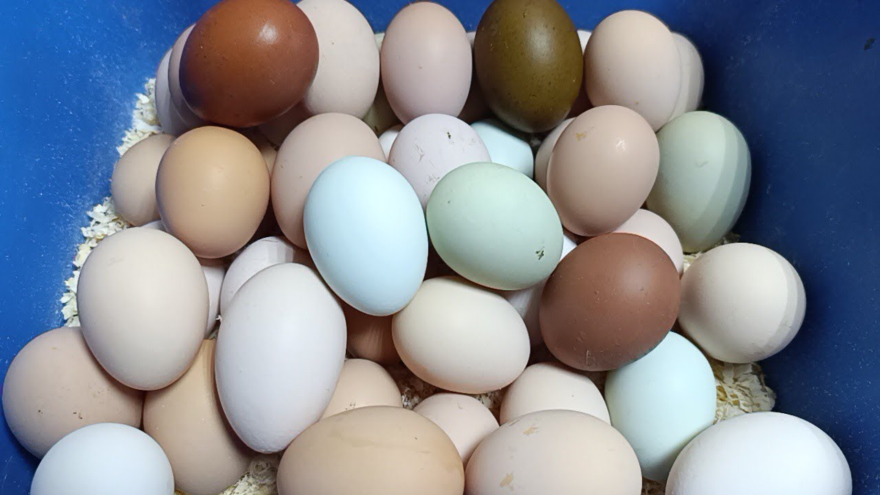 Заострённый край или круглый?🤨🤔🙄🥚