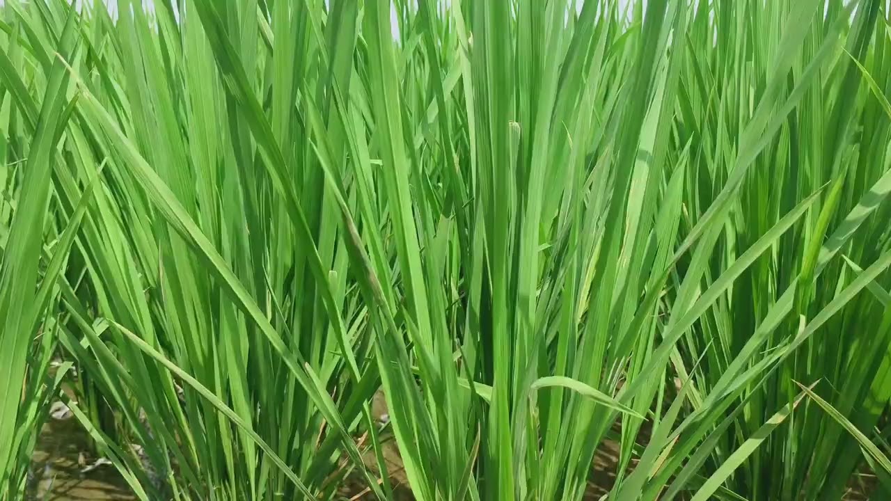நெல்வயல் பசுமையால் நடமாடுப்பவள் 🌾🌾#Arafa Nature #pasumai #விவசாயம் #nature #நெல்வயல் 
