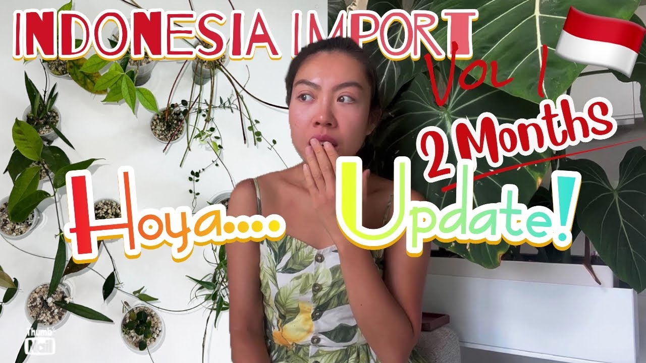 (🌱GROWTH UPDATE!) HOYA IMPORT UPDATE! (2 months) | Acclimation Tips | Care Tips | Alby Garden
