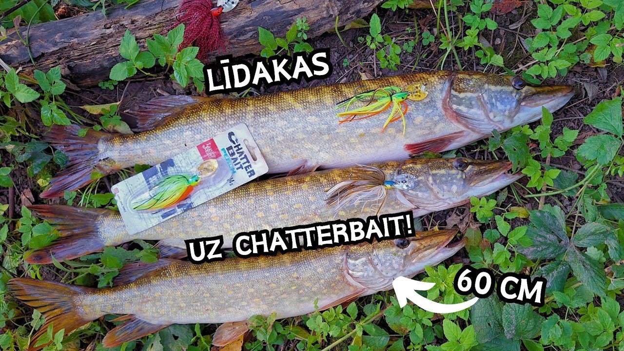 Beidzot izšāva! Līdaku cope ar spiningu! Daudz līdaku un neviens zemmērs! Labākie mānekļi!