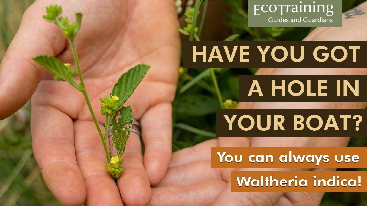 Flora Fridays: Waltheria indica