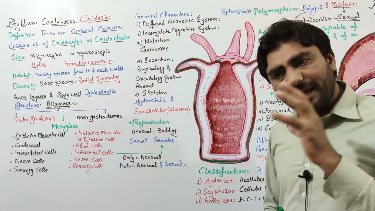 Phylum Coelenterata| Cnidaria | kingdom Animalia | @biologywithmuhammadsajid FSc BS A-Level