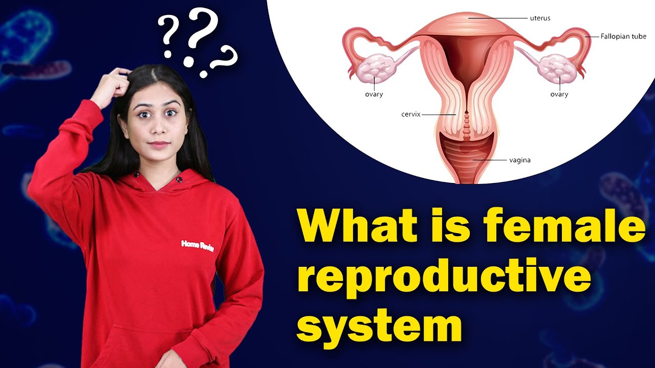 Female reproductive system? | Human Reproduction | Biology | Home Revise