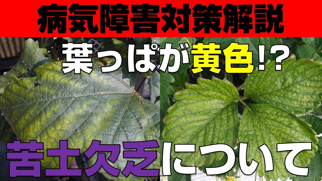 葉が黄色⁉苦土（マグネシウム）欠乏対策解説【MリンPKマグ】【Pフォスタ】【株式会社ミズホ】