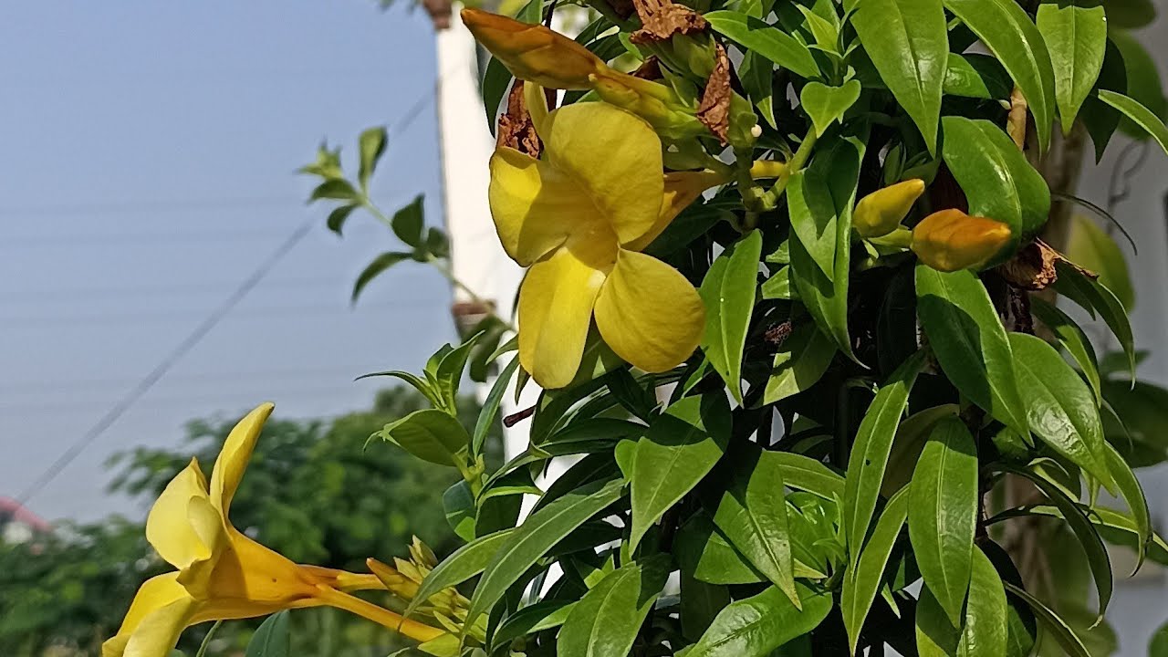 अलामंडा/Allamanda पर बम्पर फ्लावरिंग चाहते हैं तो अभी करिये जरूरी काम.... 