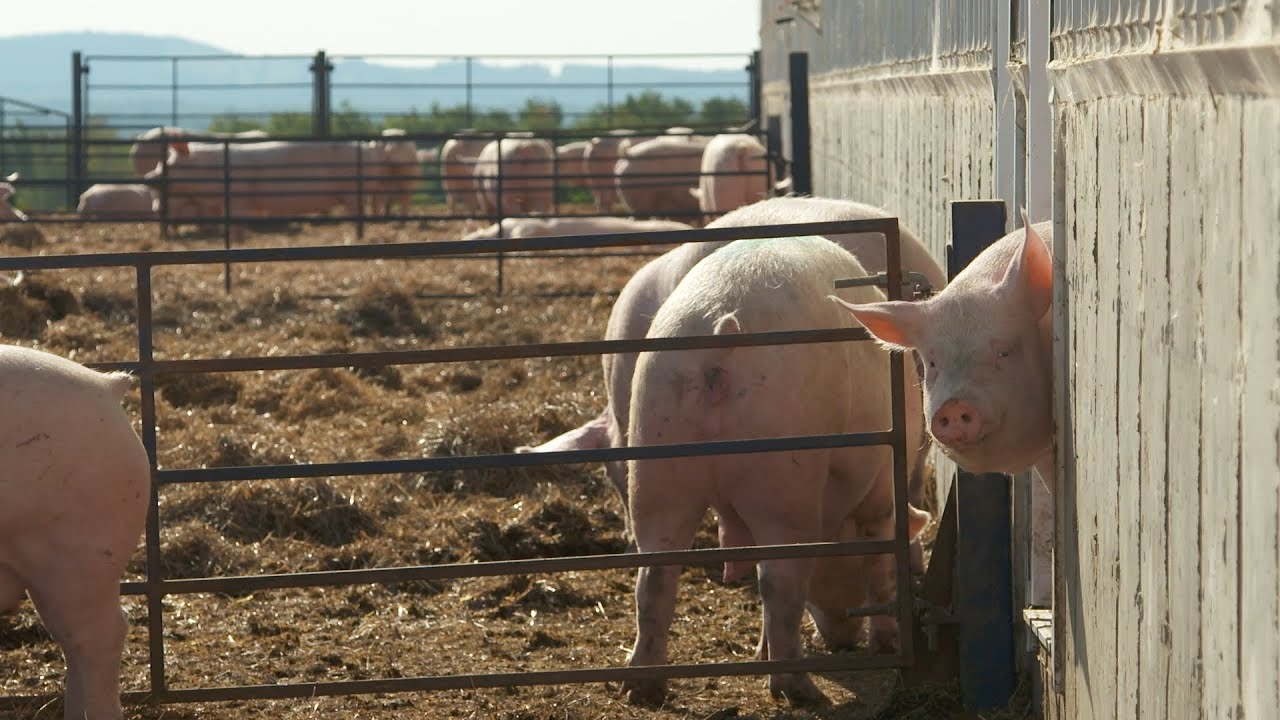 La semaine verte | Le porc, bien élevé?