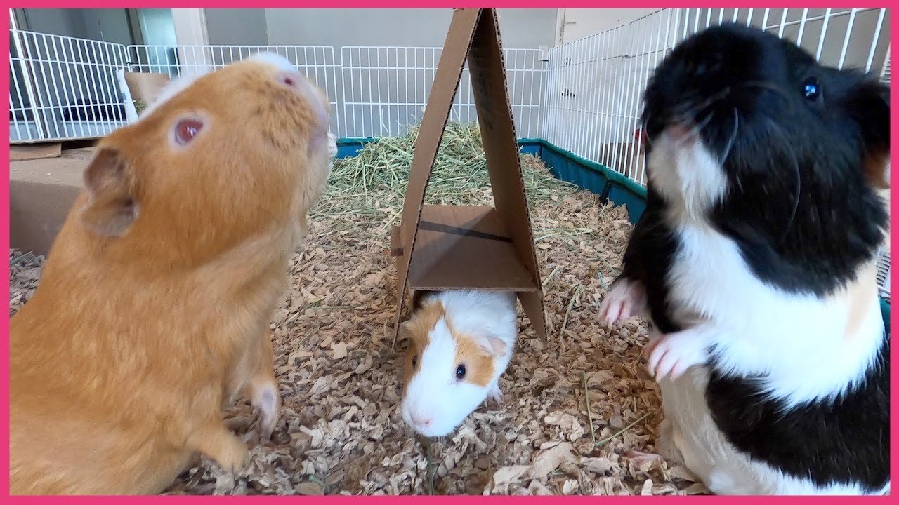 Can you train guinea pigs to jump through hoops?