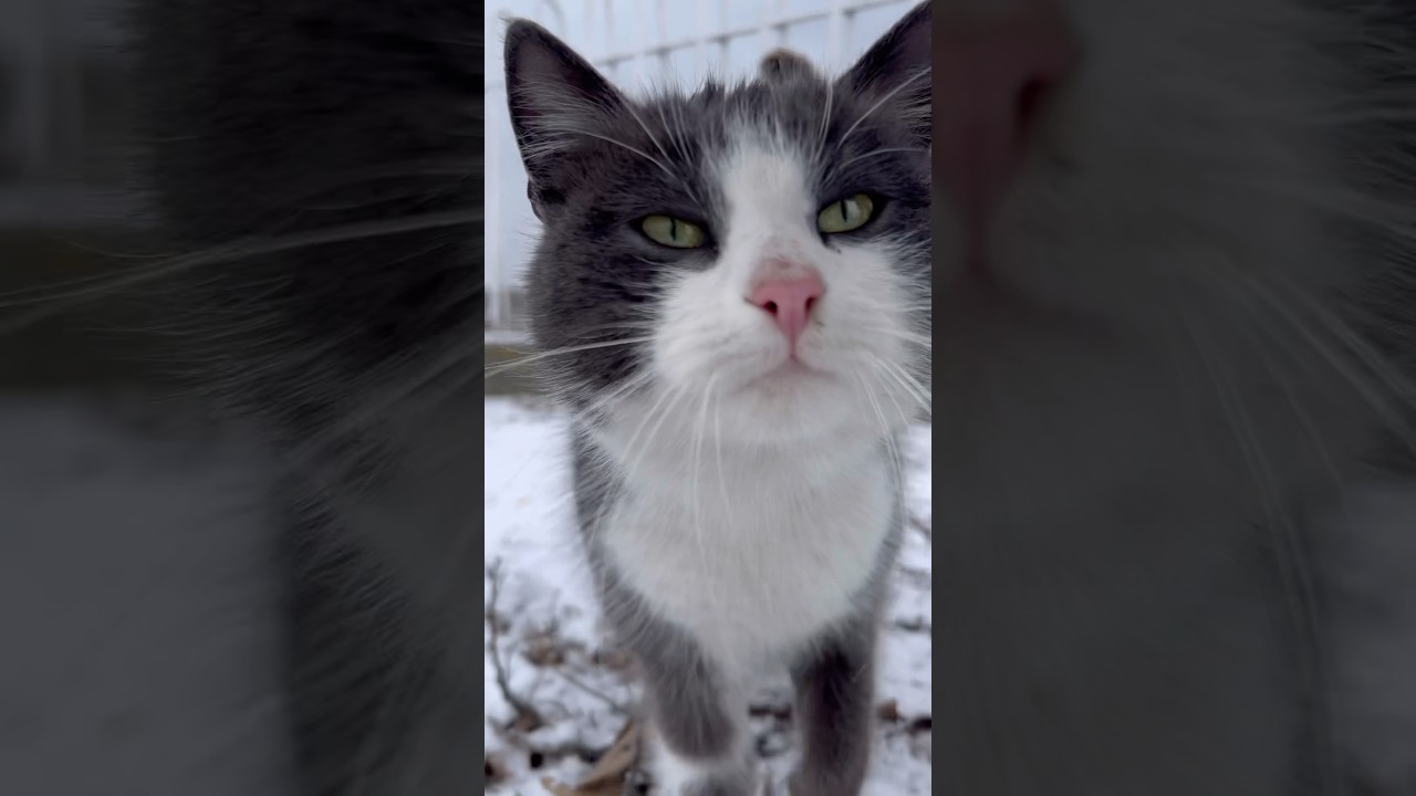 🐈cat🐈&zwj;⬛котики🐈 #cat #pets #веселыекоты #cuteanimals #funnycats #cutecats #кіт #cuteshorts #puppy