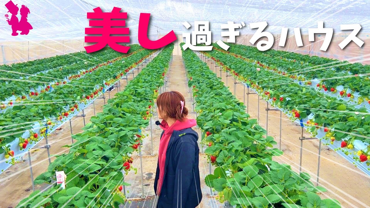 【美景】1月の収穫が始まったイチゴハウスが圧巻です！
