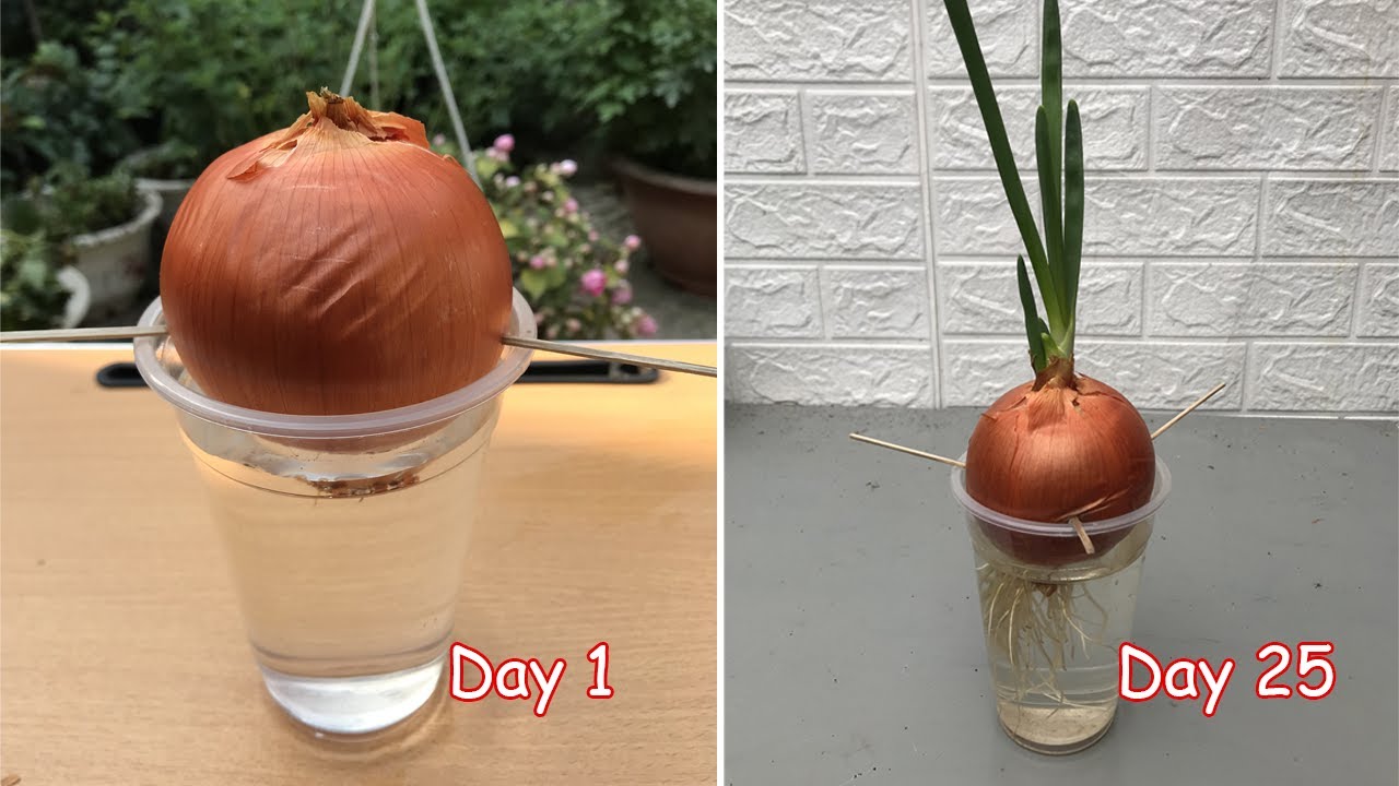 Recycle old plastic cups to grow onions in water | diy garden ideas