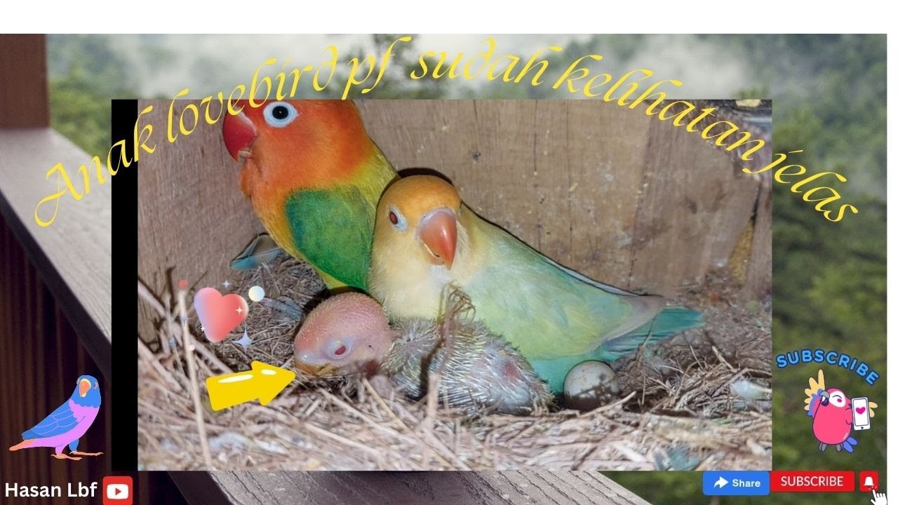 Anak Lovebird PF sudah kelihatan jelas