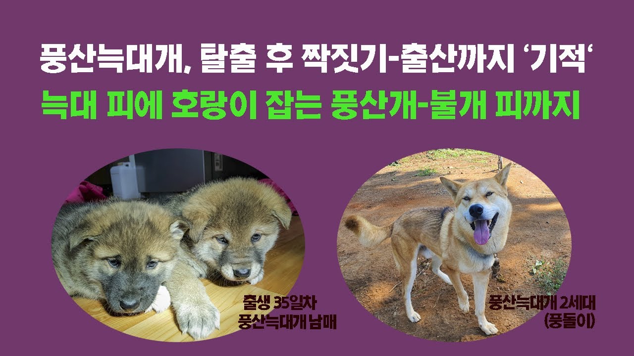 세상에 이런 풍산늑대개가---이것이 한국산 늑대개(7)