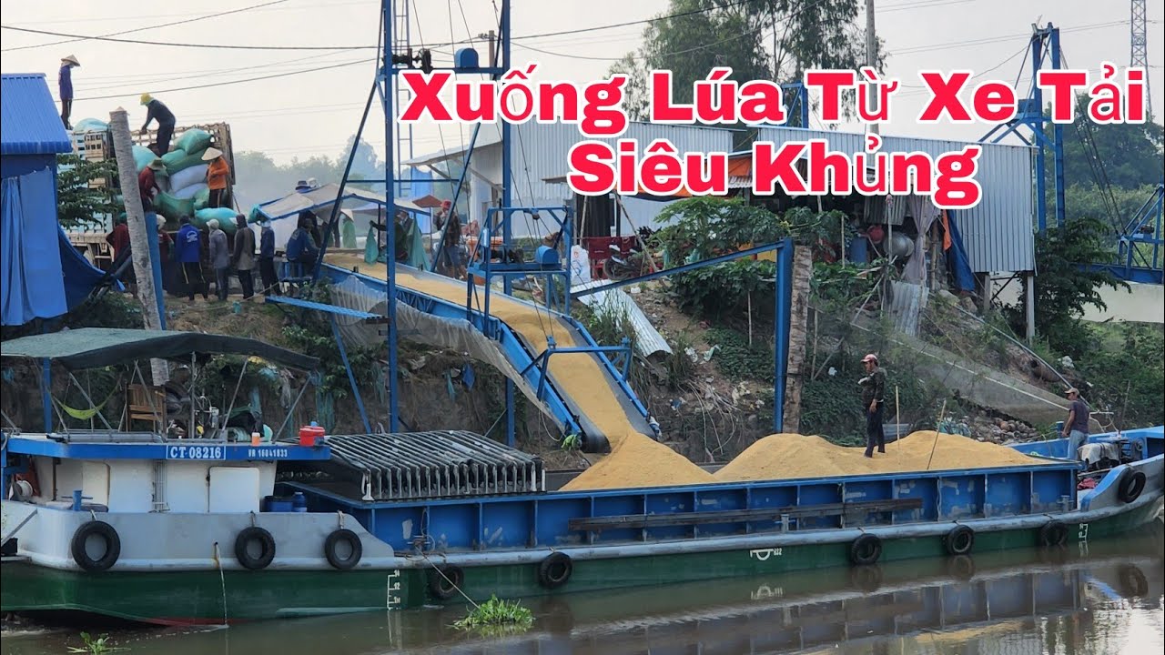 Cách Nhận Lúa Của Sà Lan Từ Những Chiếc Xe Tải Chở Siêu Khủng