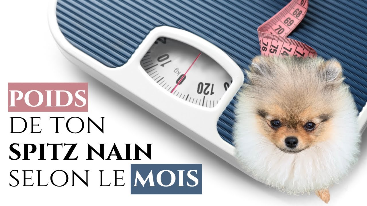 🐶 Diagramme de croissance du Spitz Nain 🐾 : ✦ 100% #POMERANIAN (Poids selon le mois)