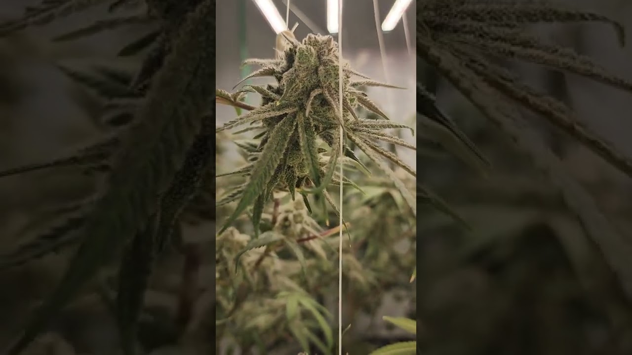 no pistils iceed wildberries @square1genetics /thc titan