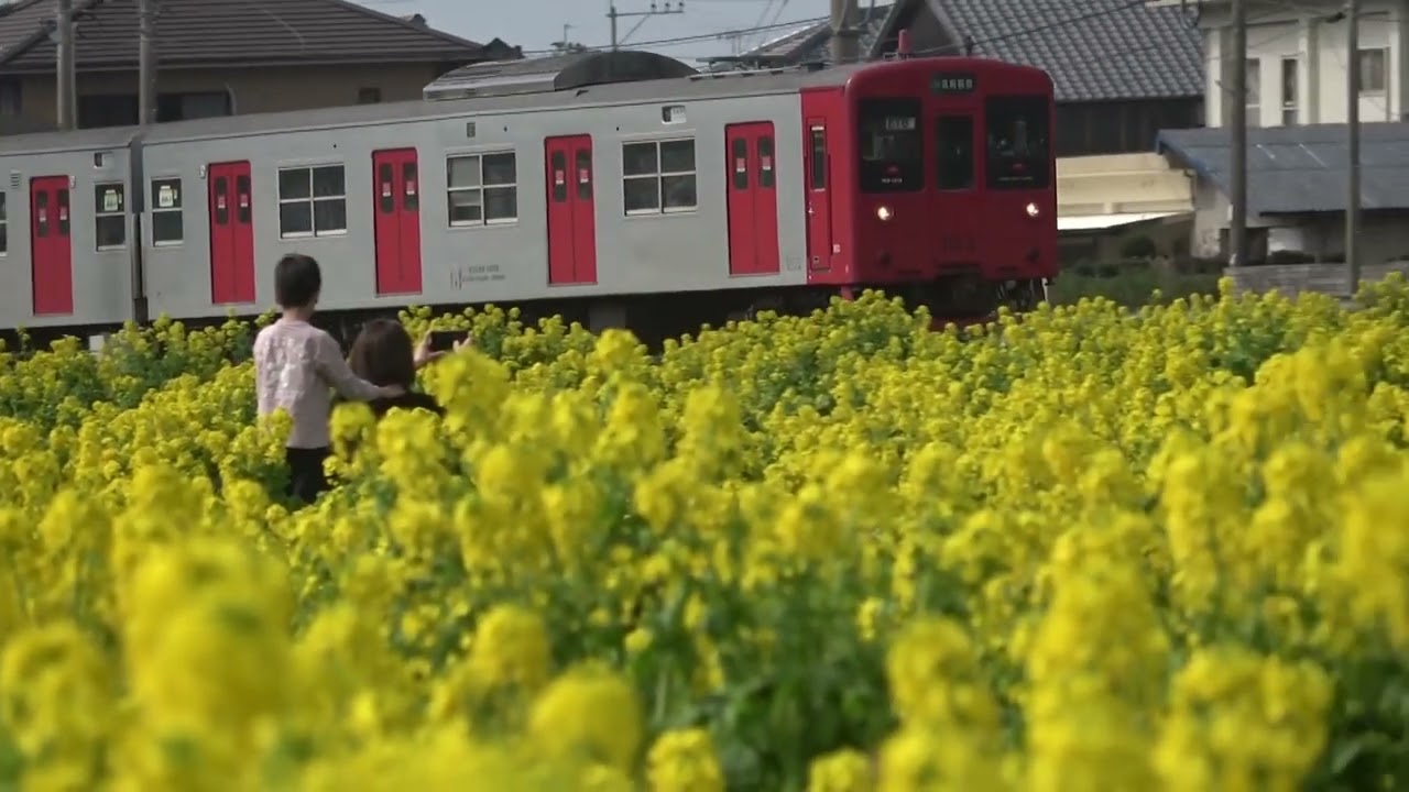 ワイエムエス　フレンドリー　福ふくの里の菜の花と河津桜の開花模様　2026/02/15